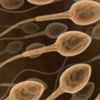 Judges: No Dead Son's Sperm to Create Grandchild
